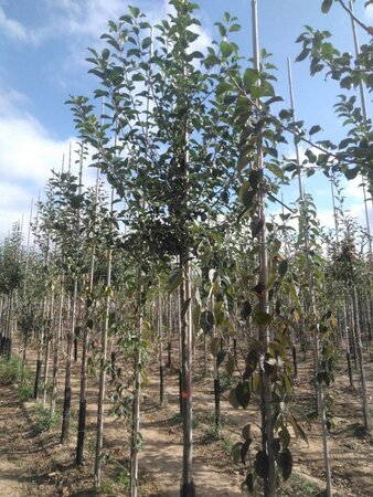Malus sylvestris 10-12 Hoogstam wortelgoed - afbeelding 2