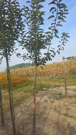 Malus sylvestris 10-12 Hoogstam wortelgoed - afbeelding 1