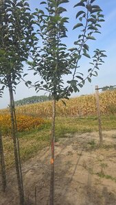 Malus sylvestris 10-12 Hoogstam wortelgoed