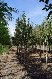 Malus sylvestris 12-14 Hoogstam draadkluit 2 X verplant