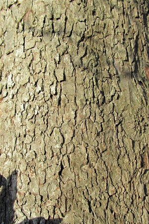 Malus sylvestris 2jr. A kwal. wortelgoed struik - afbeelding 2