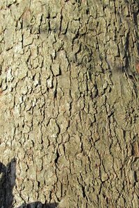 Malus sylvestris 2jr. A kwal. wortelgoed struik - afbeelding 2