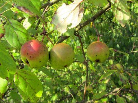 Malus sylvestris 2jr. A kwal. wortelgoed struik - afbeelding 3