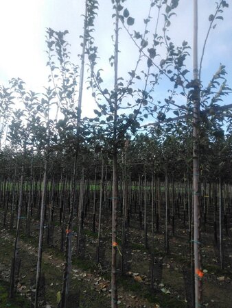 Malus sylvestris 8-10 Hoogstam wortelgoed - afbeelding 6