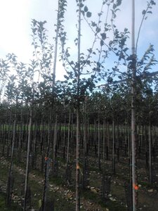 Malus sylvestris 8-10 Hoogstam wortelgoed - afbeelding 6