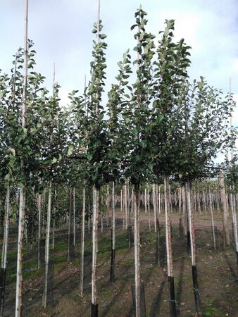 Malus sylvestris 8-10 Hoogstam wortelgoed - afbeelding 7
