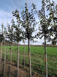 Malus sylvestris 8-10 Hoogstam wortelgoed - afbeelding 8