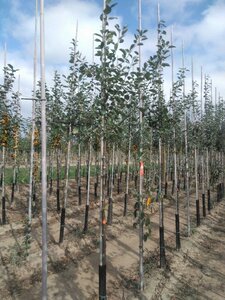 Malus sylvestris 8-10 Hoogstam wortelgoed - afbeelding 3