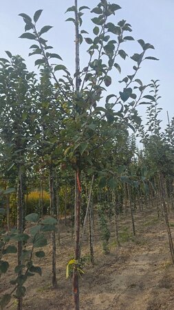 Malus sylvestris 8-10 Hoogstam wortelgoed - afbeelding 2