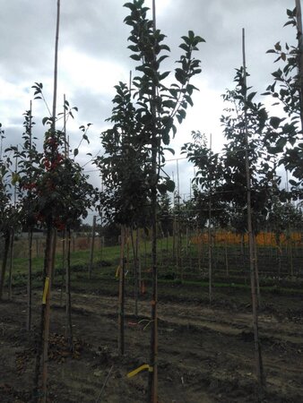 Malus sylvestris 8-10 Hoogstam wortelgoed - afbeelding 5