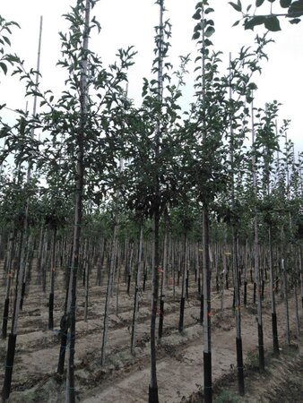 Malus toringo 'Brouwers Beauty' 10-12 Hoogstam wortelgoed