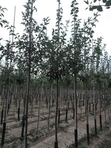Malus toringo 'Brouwers Beauty' 10-12 Hoogstam wortelgoed
