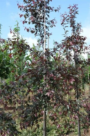 Malus toringo 'Freja' 8-10 Hoogstam draadkluit