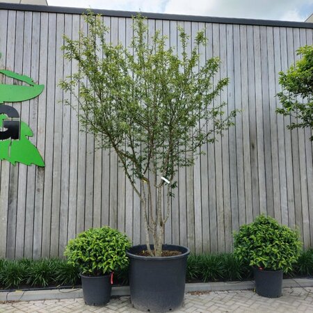 Malus toringo 300-350 cm container meerstammig - afbeelding 3