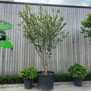 Malus toringo 300-350 cm container meerstammig - afbeelding 3