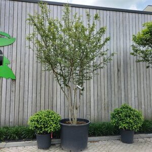 Malus toringo 300-350 cm container meerstammig - afbeelding 3