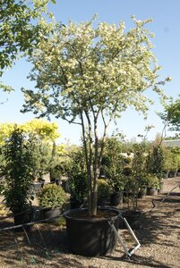 Malus toringo 300-350 cm container meerstammig