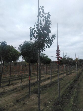 Malus tschonoskii 12-14 Hoogstam wortelgoed 2 X verplant - afbeelding 5