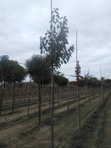 Malus tschonoskii 12-14 Hoogstam wortelgoed 2 X verplant - afbeelding 5