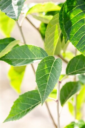 Malus tschonoskii 14-16 Hoogstam BAG - afbeelding 2