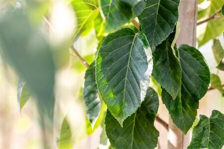 Malus tschonoskii 20-25 Hoogstam draadkluit 4 X verplant - afbeelding 1