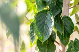 Malus tschonoskii 8-10 Hoogstam draadkluit