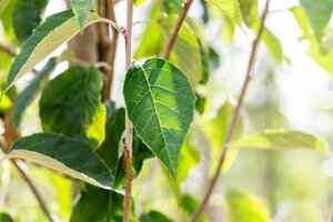 Malus tschonoskii 8-10 Hoogstam draadkluit - afbeelding 4