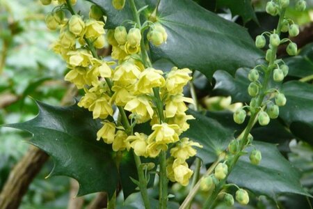 Mahonia wagneri 'Pinnacle' 80-100 cm met kluit - afbeelding 1