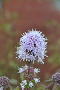 Mentha aquatica geen maat specificatie cont. 2,0L