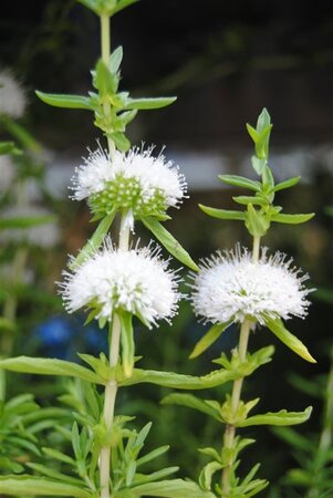 Mentha cervina 'Alba' geen maat specificatie cont. 2,0L