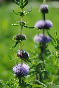 Mentha cervina geen maat specificatie cont. 2,0L