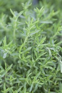 Mentha cervina geen maat specificatie cont. 2,0L - afbeelding 2