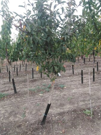 Mespilus germanica 10-12 Halfstam wortelgoed - afbeelding 4