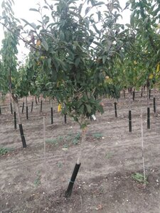 Mespilus germanica 10-12 Halfstam wortelgoed - afbeelding 4