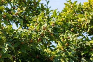 Mespilus germanica 14-16 Hoogstam draadkluit 2 X verplant - afbeelding 2