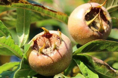 Mespilus germanica 200-250 cm wortelgoed - afbeelding 2