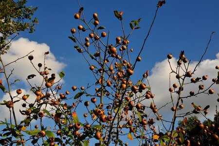 Mespilus germanica 60-90 cm wortelgoed 2-jarig verplante zaailin - afbeelding 2