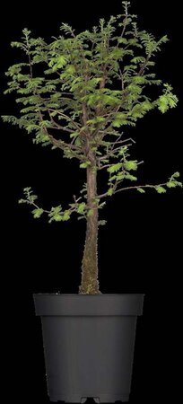 Metasequoia glyptostroboides 100-125 cm container - afbeelding 1