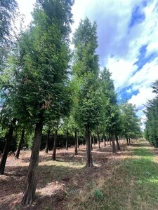 Metasequoia glyptostroboides 70-80 HO draadkluit - afbeelding 4