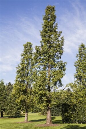 Metasequoia glyptostroboides 70-80 HO draadkluit - afbeelding 1