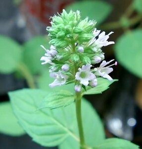 Mentha piperita 'Chocolate' geen maat specificatie 0,55L/P9cm