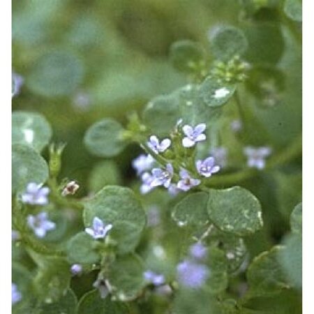 Mentha requienii geen maat specificatie 0,55L/P9cm