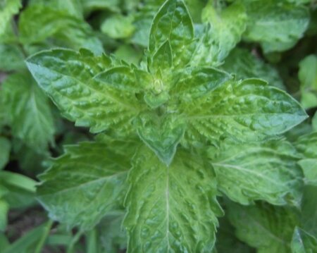 Mentha spicata 'Crispa' geen maat specificatie 0,55L/P9cm - afbeelding 2