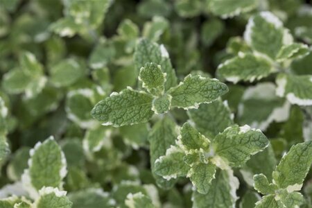 Mentha suaveolens = rotundifolia geen maat specificatie 0,55L/P9cm - afbeelding 1