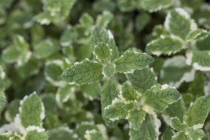 Mentha suaveolens = rotundifolia geen maat specificatie 0,55L/P9cm