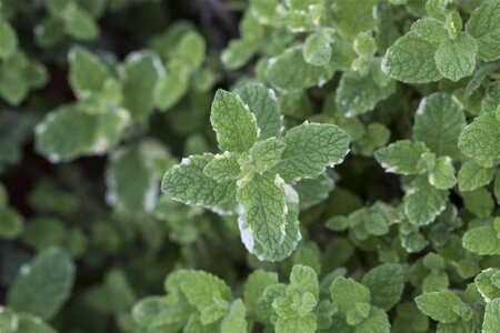 Mentha suaveolens = rotundifolia geen maat specificatie 0,55L/P9cm - afbeelding 3