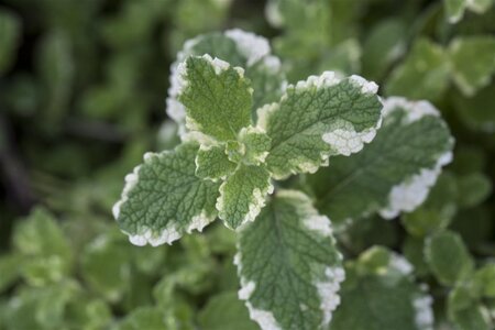 Mentha suaveolens = rotundifolia geen maat specificatie 0,55L/P9cm - image 2
