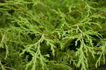 Microbiota decussata 25-30 cm cont. 2,0L - afbeelding 1