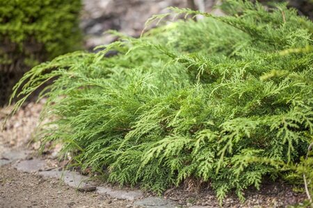 Microbiota decussata 25-30 cm cont. 2,0L - afbeelding 2