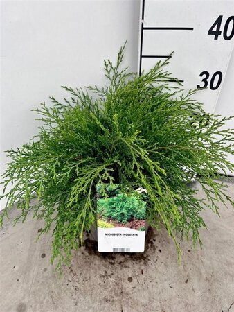 Microbiota decussata 30-40 cm cont. 3,0L - afbeelding 3